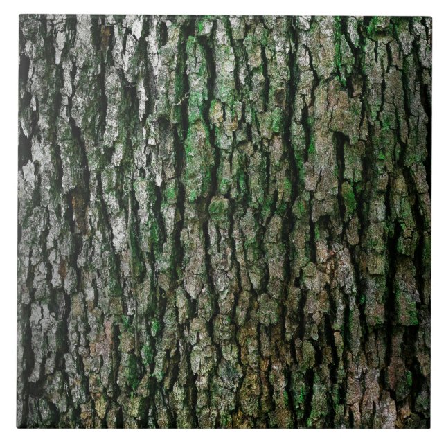 Tree bark texture tile (Front)