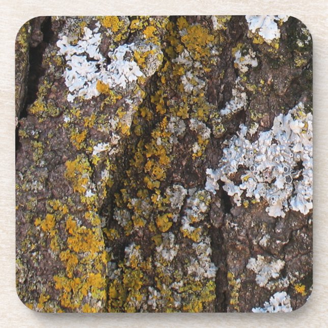 Tree Bark With Lichens Coaster (Front)