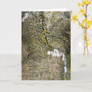 Tree Bark with Moss Close Up Card
