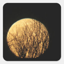 Tree Branches in front of Spooky Halloween Moon
