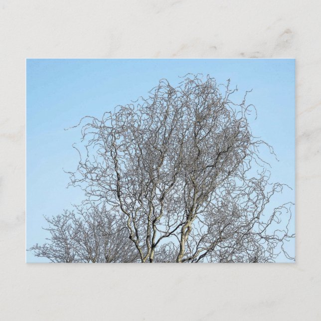 Tree Branches Ink Sketch Postcard (Front)