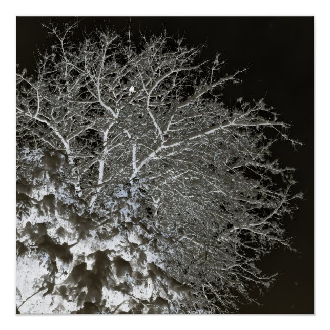 Tree branches Photo Negative Poster (Front)
