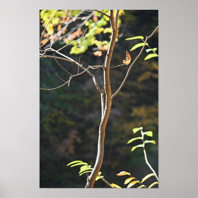 Tree Branches Poster (Front)