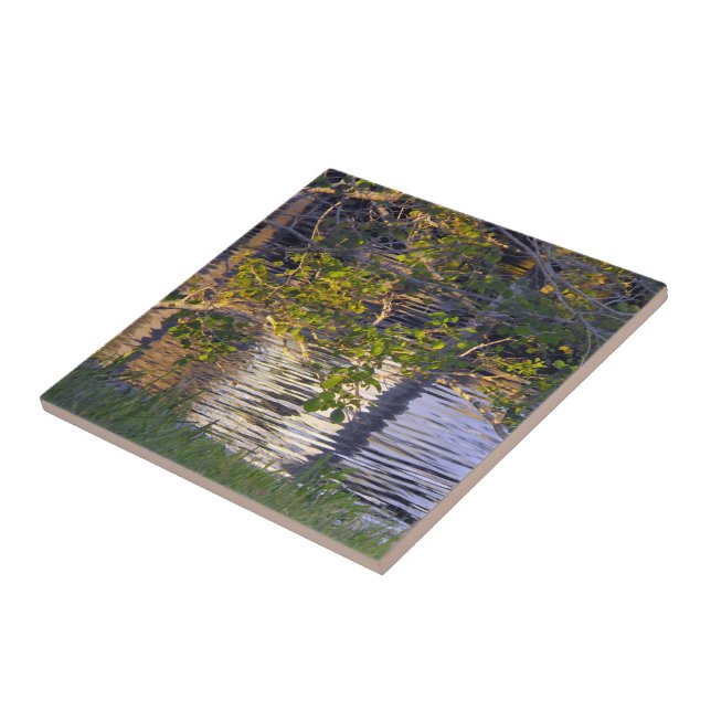 Tree Branches, Sunlight, Reflection Ceramic Tile (Side)