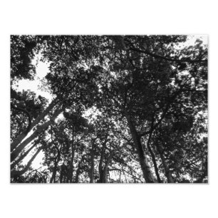 Tree Canopy, Bute Park, Cardiff Photo Print