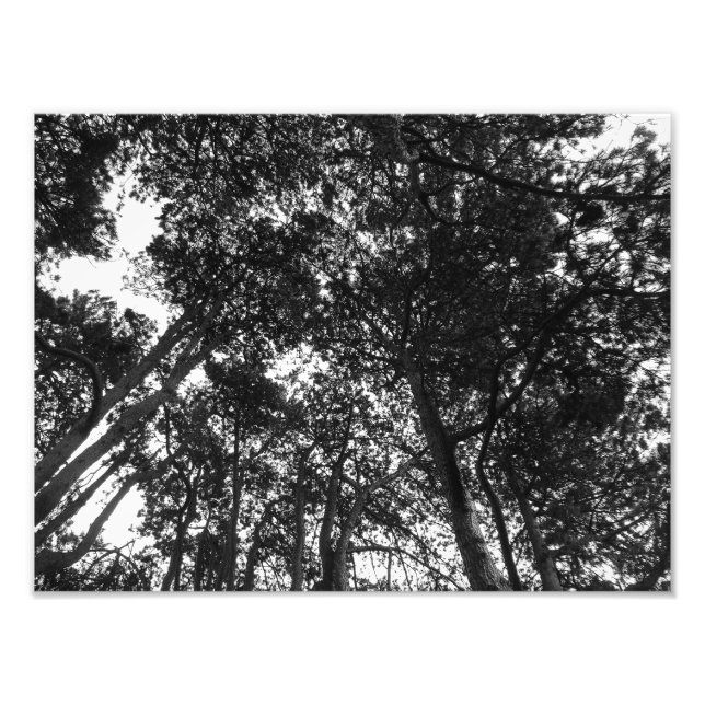 Tree Canopy, Bute Park, Cardiff Photo Print (Front)