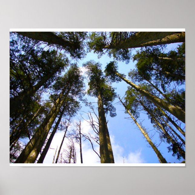 Tree Canopy Poster (Front)