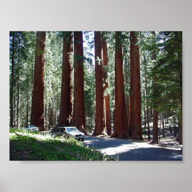 Tree Car Sequoia Park Poster (Front)