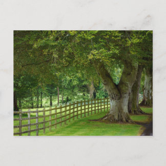 tree cart in Ireland Postcard