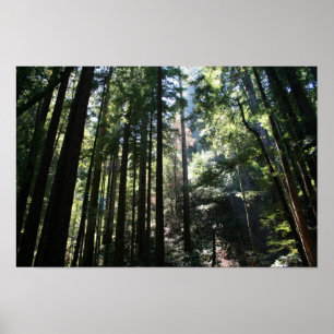 "Tree Cathedral", Muir Woods Poster