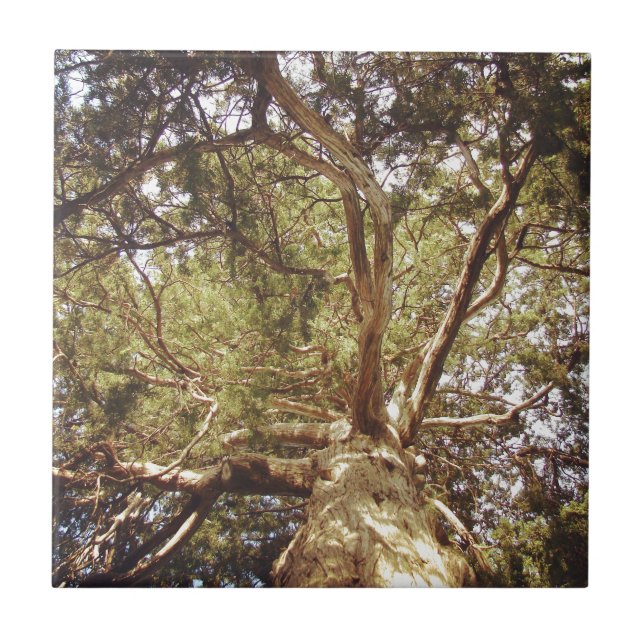 Tree Ceramic Tile (Front)