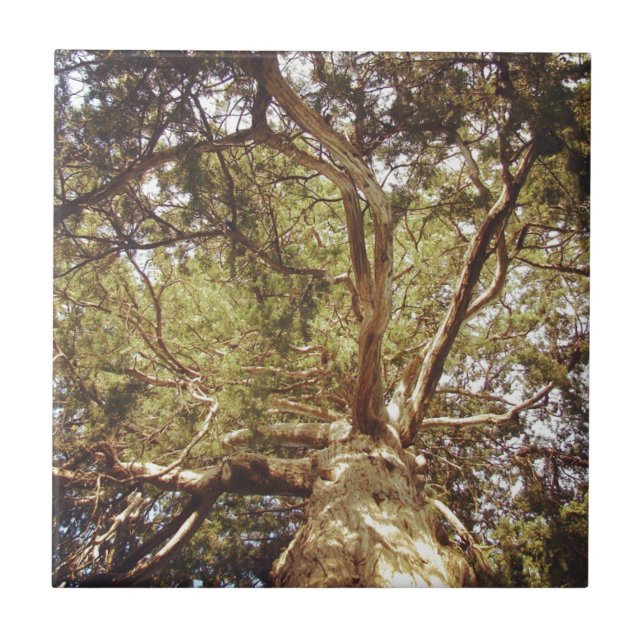 Tree Ceramic Tile (Front)