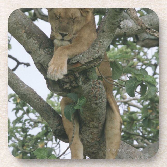Tree climbing lioness (Panthera leo), Queen Coaster (Front)