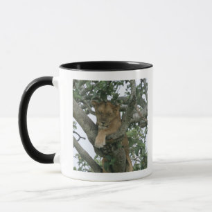 Tree climbing lioness (Panthera leo), Queen Mug