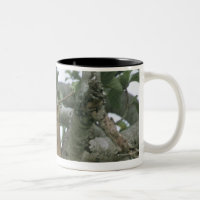 Tree climbing lioness (Panthera leo), Queen