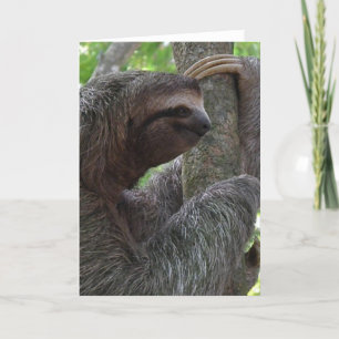 Tree Climbing Sloth Greeting Card