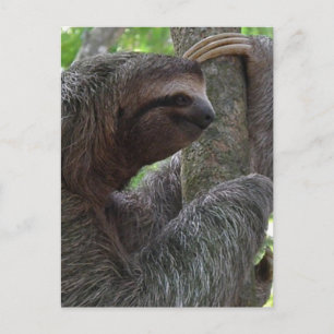 Tree Climbing Sloth Postcard