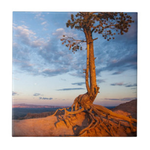Tree Clings to Ledge, Bryce Canyon National Park Ceramic Tile