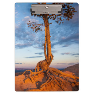 Tree Clings to Ledge, Bryce Canyon National Park Clipboard