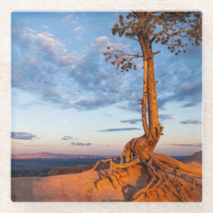Tree Clings to Ledge, Bryce Canyon National Park Glass Coaster