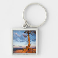 Tree Clings to Ledge, Bryce Canyon National Park