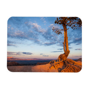 Tree Clings to Ledge, Bryce Canyon National Park Magnet
