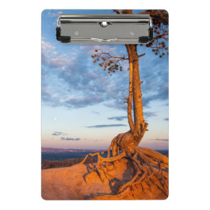 Tree Clings to Ledge, Bryce Canyon National Park Mini Clipboard