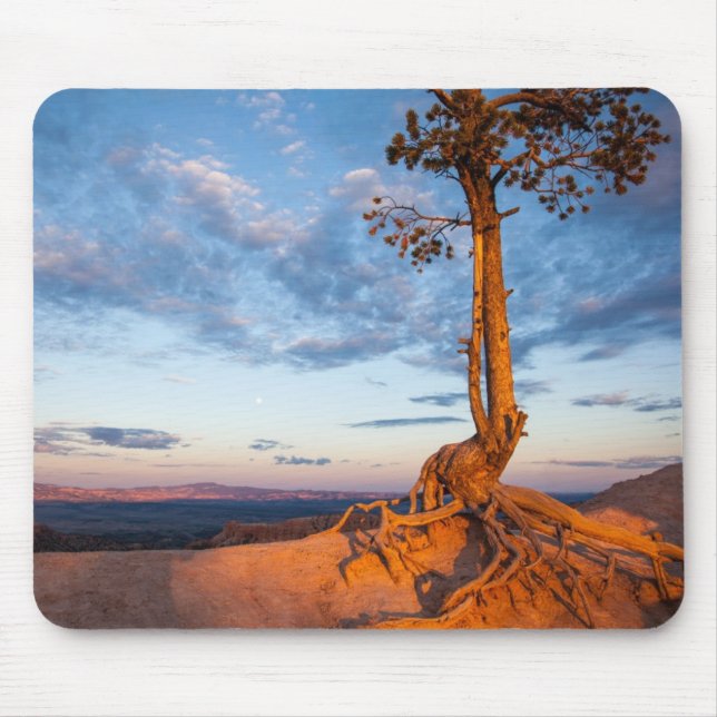 Tree Clings to Ledge, Bryce Canyon National Park Mouse Pad (Front)