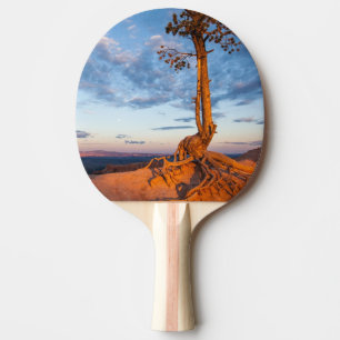 Tree Clings to Ledge, Bryce Canyon National Park Ping Pong Paddle