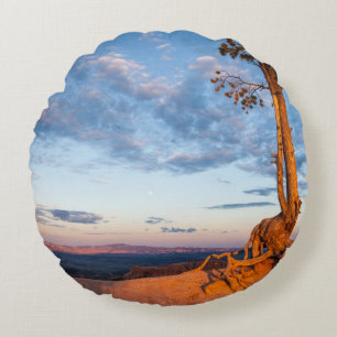 Tree Clings to Ledge, Bryce Canyon National Park Round Cushion