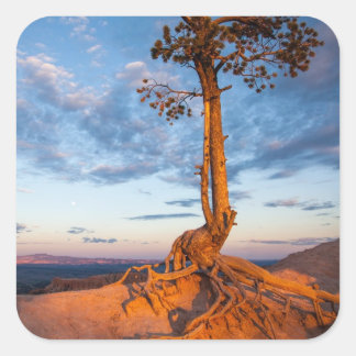 Tree Clings to Ledge, Bryce Canyon National Park Square Sticker