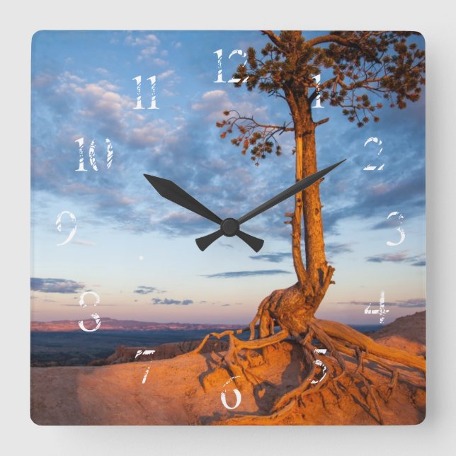 Tree Clings to Ledge, Bryce Canyon National Park Square Wall Clock (Front)