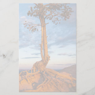 Tree Clings to Ledge, Bryce Canyon National Park Stationery