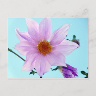 Tree Dahlia Postcard