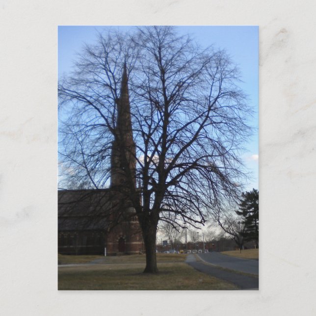 Tree Downtown Hartford Postcard (Front)