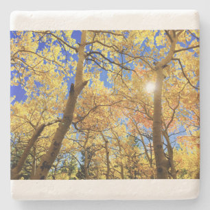 Tree Fall Nature Landscapes Sky Destiny Destiny'S Stone Coaster