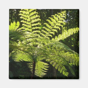 Tree Fern in the Rainforest Magnet