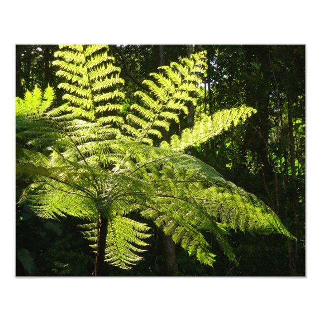 Tree Fern in the Rainforest Photo Print (Front)