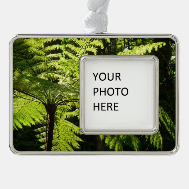 Tree Fern in the Rainforest Silver Plated Framed Ornament (Front)