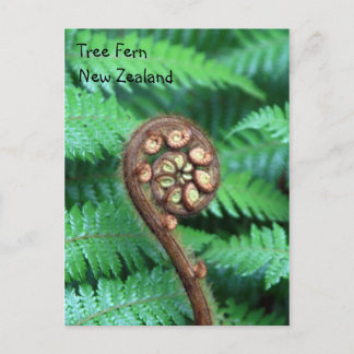 Tree Fern New Zealand Postcard
