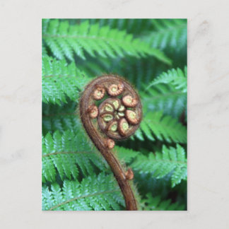 Tree Fern Postcard