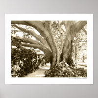 Tree Fine Art Photo Black White Sepia Los Angeles