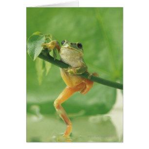 Tree Frog