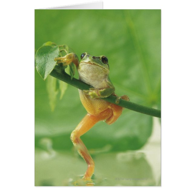Tree Frog (Front)