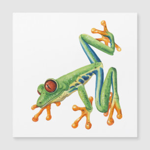 Tree frog
