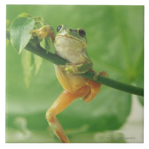 Tree Frog Ceramic Tile