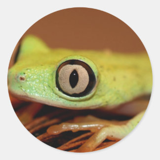 tree frog classic round sticker