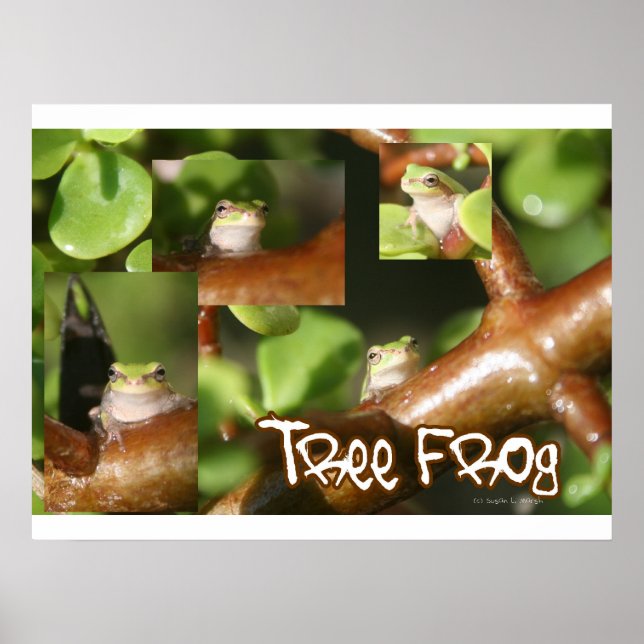 Tree Frog Collage, same frog different poses Poster (Front)