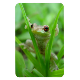 Tree Frog holding on Flexi Magnet