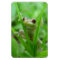Tree Frog holding on Flexi Magnet